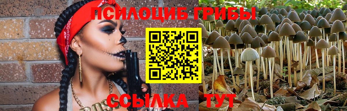 Псилоцибиновые грибы Psilocybe Аргун